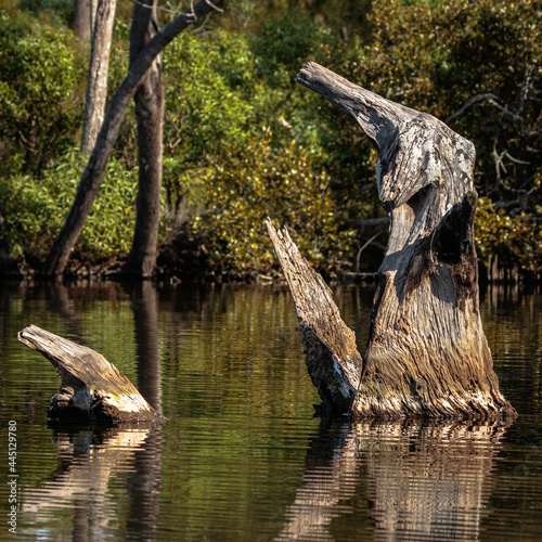 Dead tree in the water, Wandandian Creek, NSW, July 2021 photo