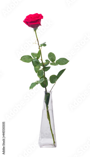 One long red rose in a transparent vase
