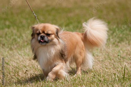 Obraz na płótnie Tibetan Spaniel walking in dog show ring
