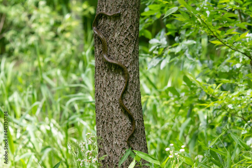 Fototapeta Naklejka Na Ścianę i Meble -  木を登るヘビ（アオダイショウ）
この木の上には親子自然教室で掛けられた小鳥用の巣箱があります。
その巣箱に雛の臭いを感じたのか、木に登り始めました。