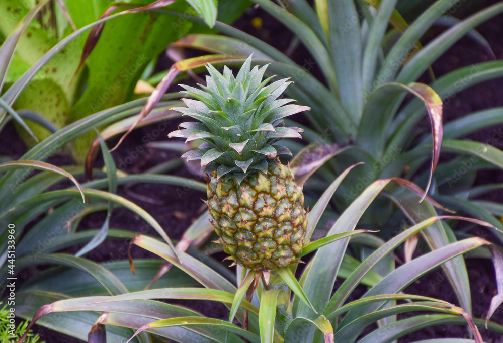 Fototapeta premium A young pineapple, nature detail