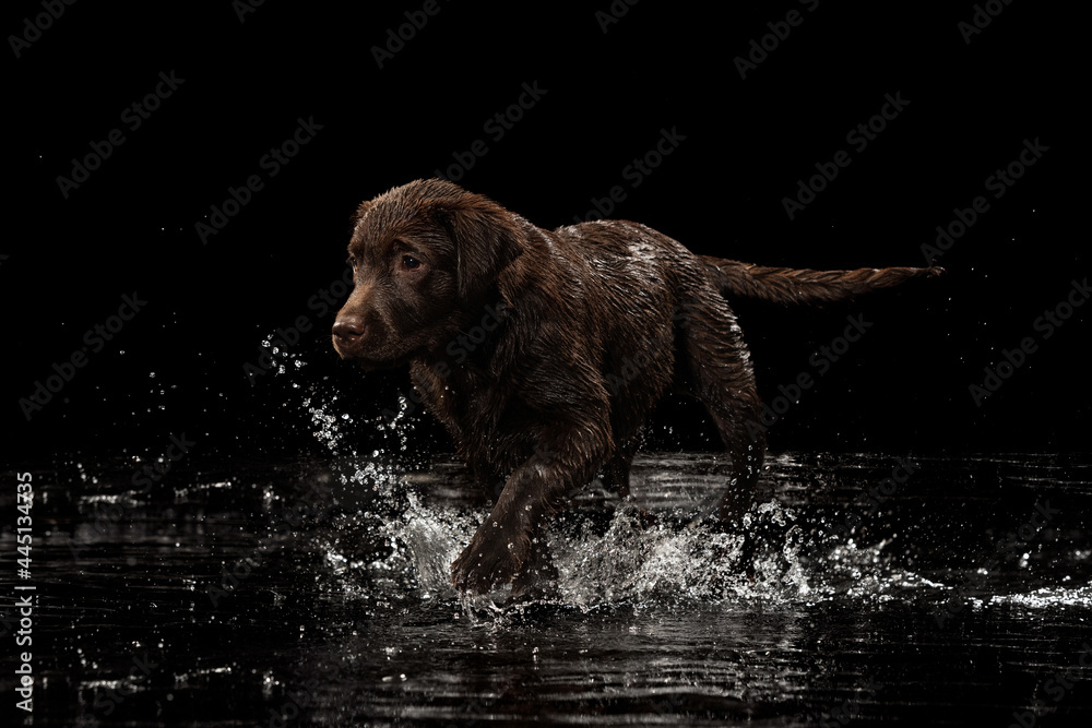 Portrait of chocolate color big Labrador dog in water splashes and drops posing isolated over dark background. Beauty and grace.