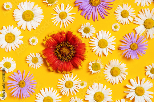 Bright background with white  red and blue chamomiles. Daisy on yellow background. Flat lay