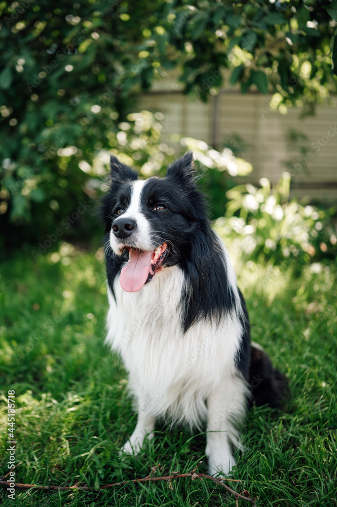 Young black and white border collie on grass