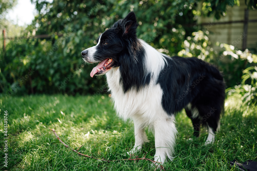 Young black and white border collie on grass