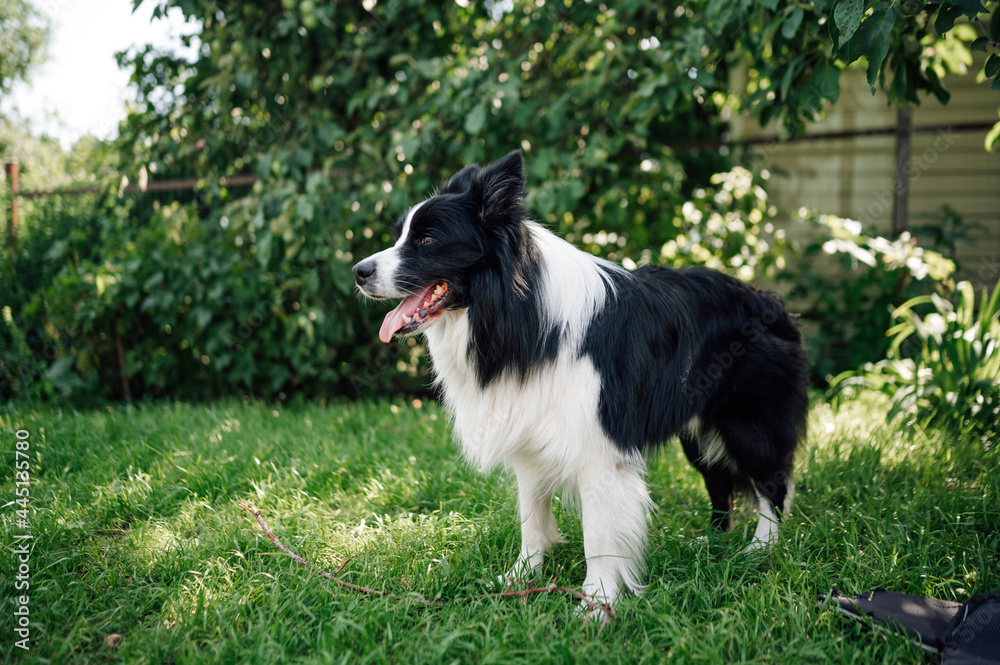 Fototapeta premium Young black and white border collie on grass