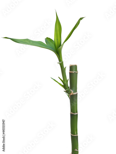 Bambú de la suerte