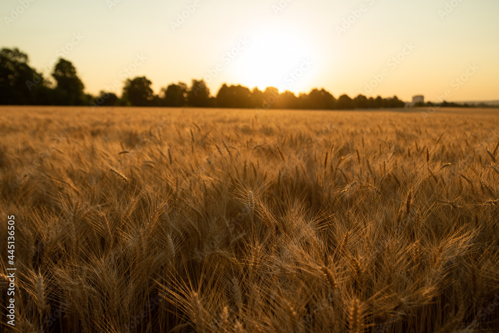Wheat field of gold color in sunset during harvest.