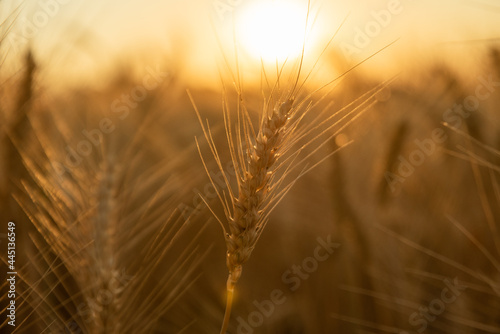 close-up shot of wheat at sunset