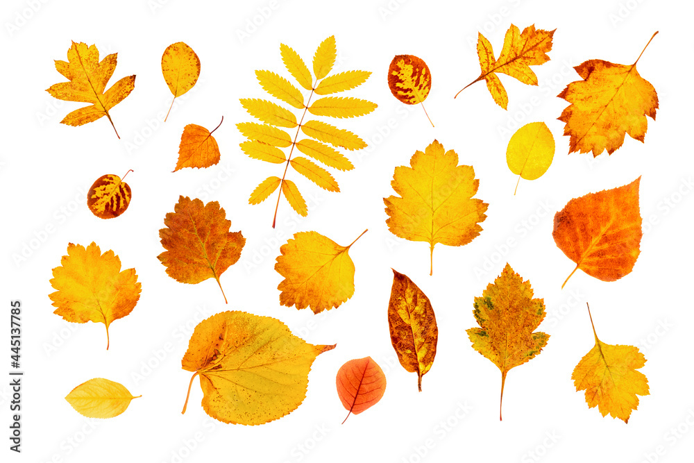 Set of natural autumn leaves isolated on white background. Top view