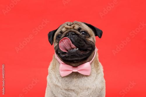 Portrait of adorable, happy dog of the pug breed. Cute smiling dog in tie butterfly on red background. Free space for text.