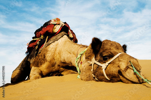 Johnnie the cutest camel. Dromedary camel in the Thar Desert, Rajasthan, India