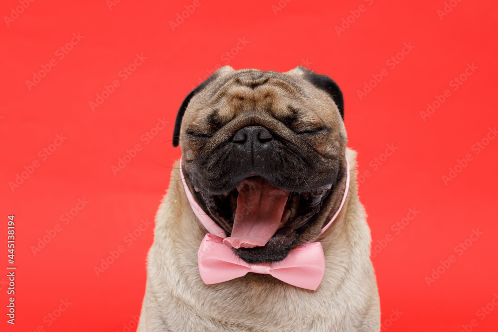 Portrait of adorable, happy dog of the pug breed. Cute smiling dog in  tie butterfly on red background. Free space for text.