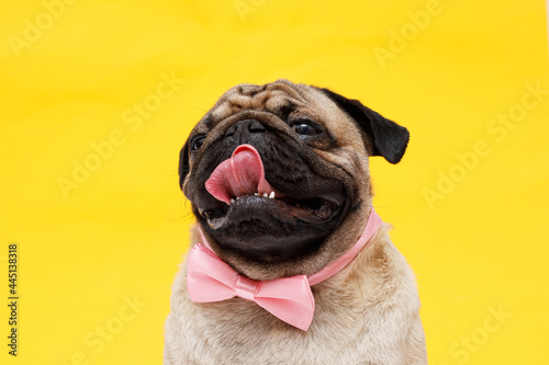 Portrait of adorable, happy dog of the pug breed. Cute smiling dog in tie butterfly on yellow background. Free space for text.