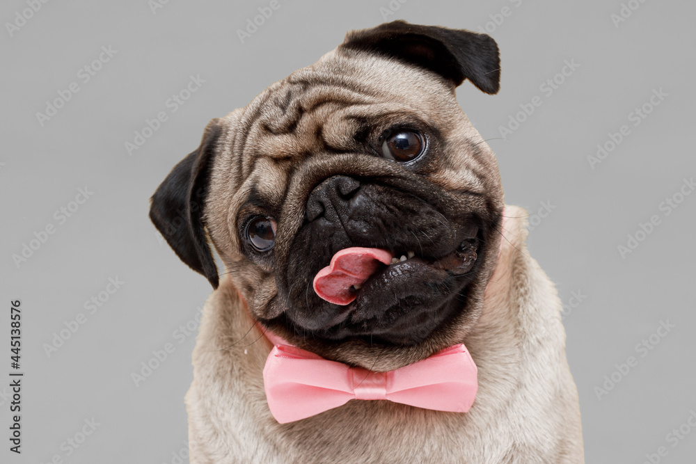 Portrait of adorable, happy dog of the pug breed. Cute smiling dog in  tie butterfly on gray background. Free space for text.