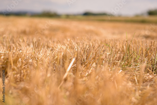 stubble field wheat mowed down