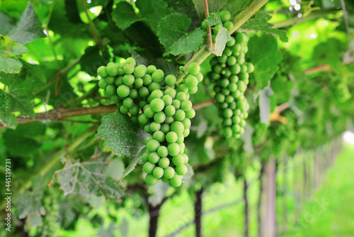 Wallpaper Mural Young green grapes closeup. Young green grapes hanging on the vine with green leaves in organic garden. Agriculture.  Torontodigital.ca