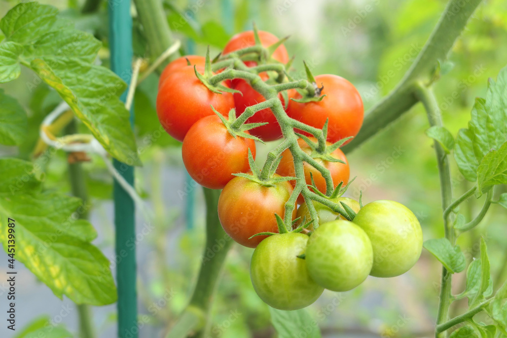 Ripening cherry tomatoes plant growing in the garden. Ripening cherry tomatoes plant growing in the garden.