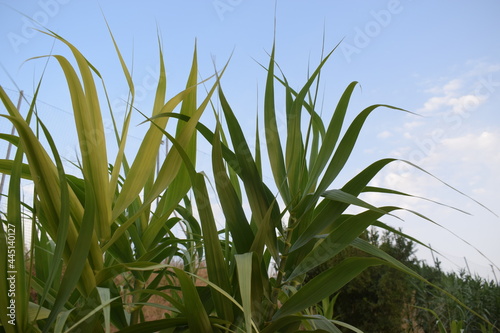 Foliage of giant reed (Arundo donax) in summer photo