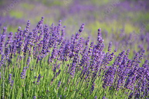 Lavender flowers field photo