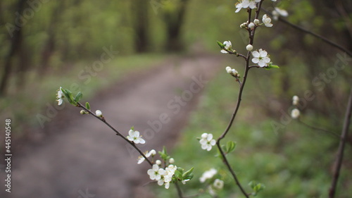 spring in the forest