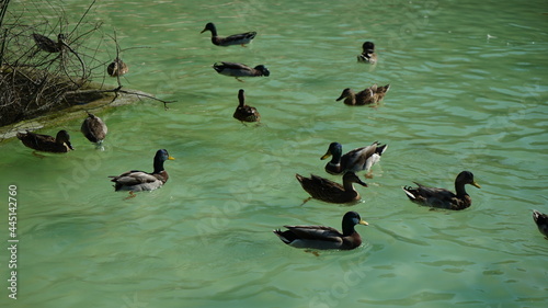 Patos aves agua lago photo