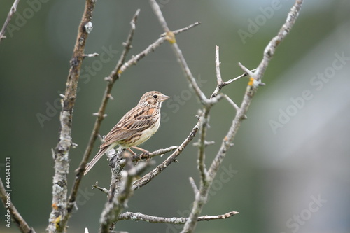 Vesper Sparrow sits perched on a branch