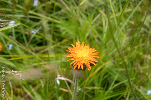 Hieracium aurantiacum  an orange flower with many small narrow petals with a shaggy stem and a background of lush meadow greenery