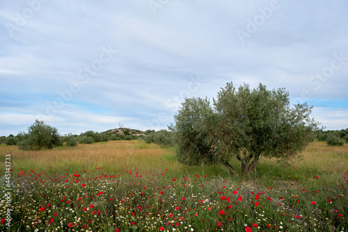 Olive trees field in springtime