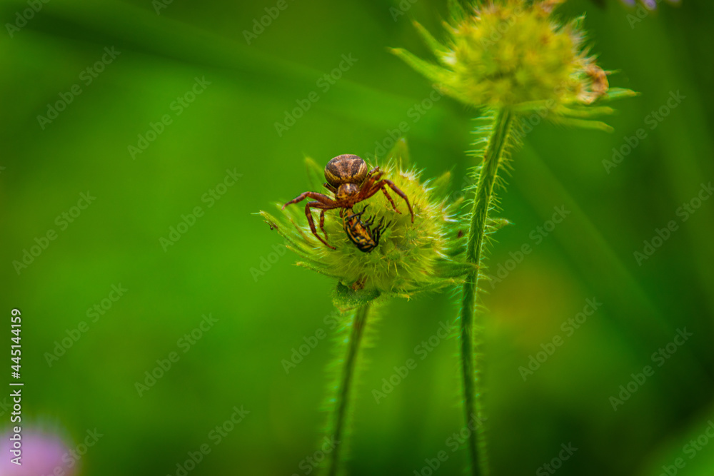 little spider dines on a field plant 