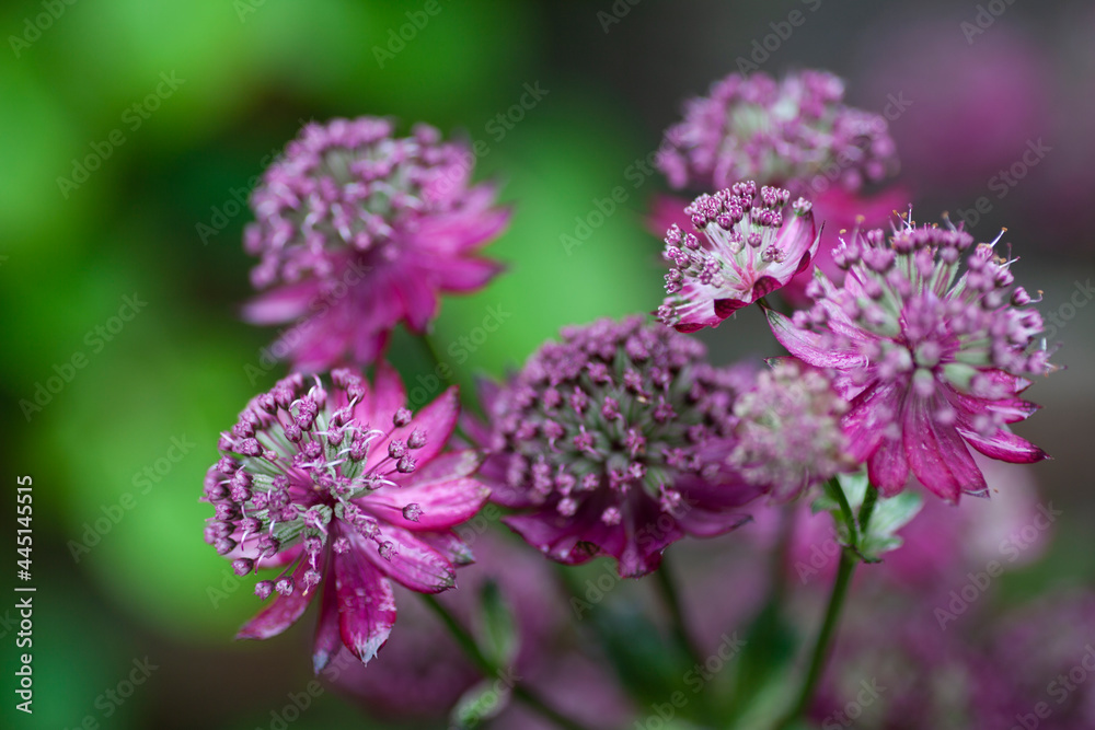 Astrantia Major Gill Richardson