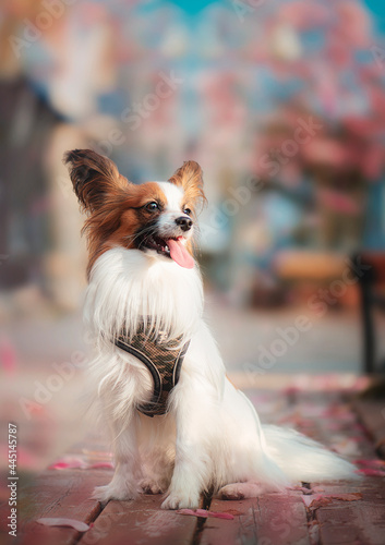 Beautiful dog papillon breed sits on a bench on a sunny summer day photo