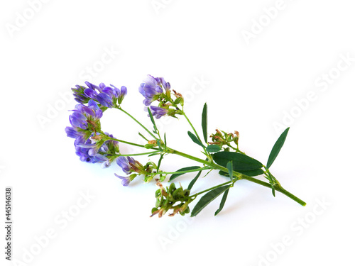 Isolated twig with small blue flowers on a white background.