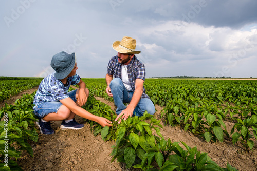 Fotografija Father is teaching his son about cultivating chili