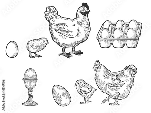 Chicken hen and eggs set line art sketch engraving vector illustration. T-shirt apparel print design. Scratch board imitation. Black and white hand drawn image.