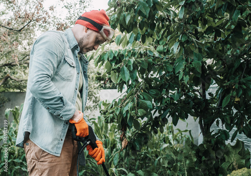Man spraying aphids affected tree with insecticidal soap, agricultural worker spraying toxic pesticides or insecticides on fruit growing plantation