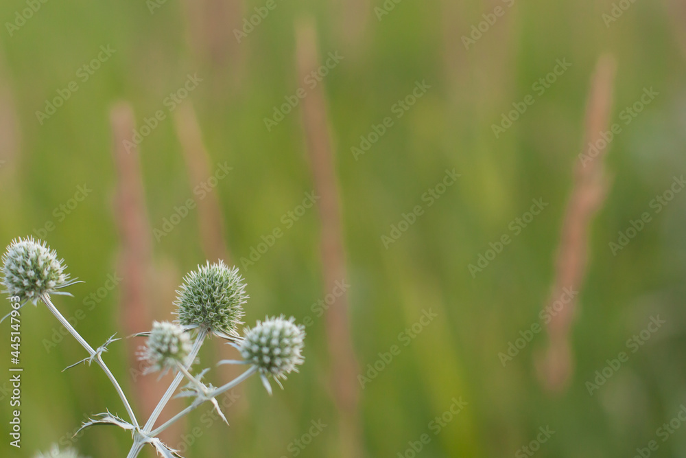 Celandine plant, growing wild in the field. A thorn in nature on a summer day Celandine plant, growing wild in the field. A thorn in nature on a summer day