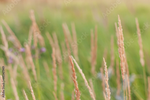 spikelets in the field on a summer day. selective focus.