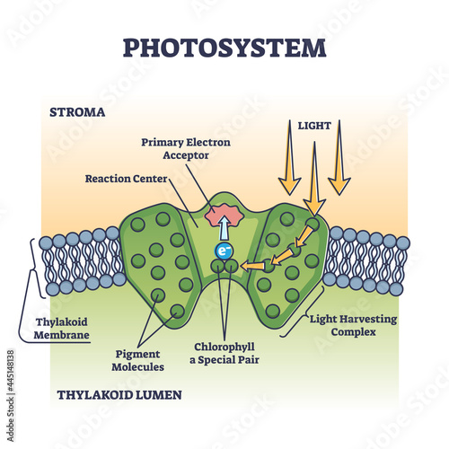 Photosystem process as chemical light absorption in plants outline diagram. Photosynthesis thylakoid lumen and stroma closeup with photochemistry explanation in educational scheme vector illustration.