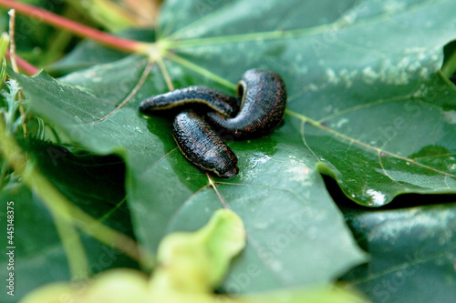 Leech therapy with medical leeches on the nature. Naturopathy, healthcare, natural medicine, good blood circulation.