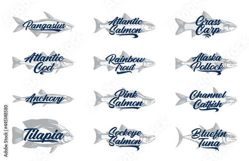 Set of vector fish label. Fish illustartion collection