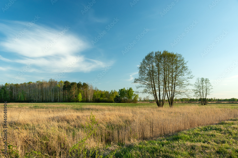 Tall trees in the meadow in front of the forest