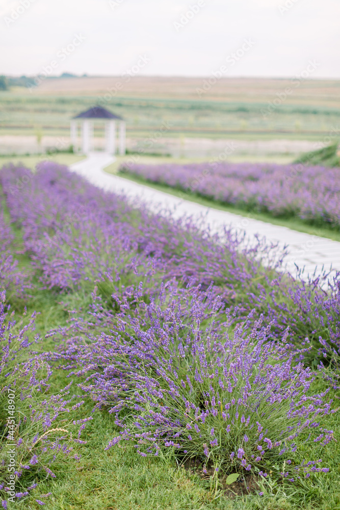 Picturesque nature view of summer field with blooming lavender flowers. Road among the lavender rows and blurred wooden gazebo on the background. Vertical shot