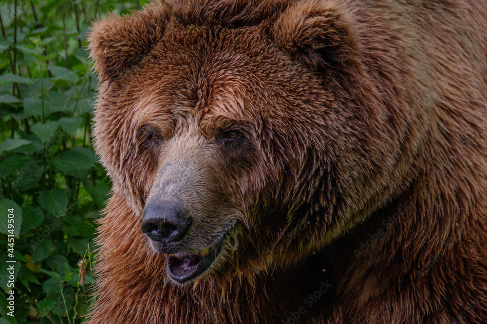 a Close portrait of a brown bear in a zoo