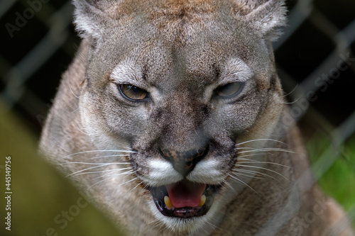 A close portrait of a cougar behind the fence in a zoo