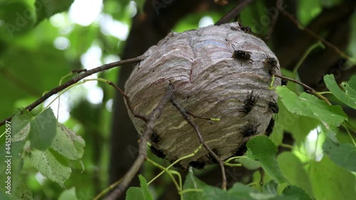 wasp's nest is hanging on a tree and wasps
