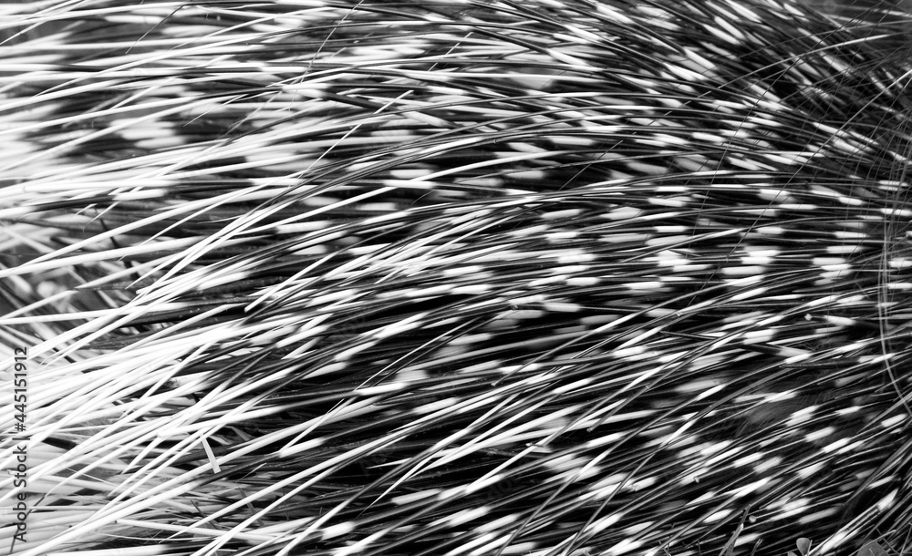 Monochrome spotted, striped natural background with porcupine quills. Close-up black and white texture. Monochrome spotted, striped natural background with porcupine quills. Close-up black and white texture.