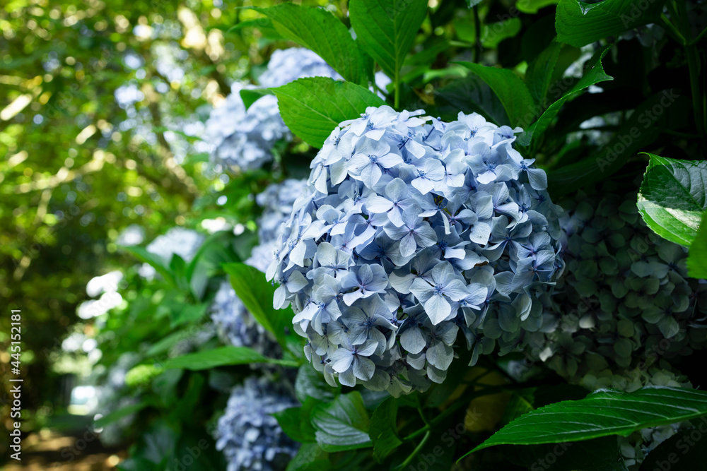 Pretty hydrangea flowers. Hortesias shrubs in northern Spain. Outdoor flower photography. Pretty hydrangea flowers. Hortesias shrubs in northern Spain. Outdoor flower photography.