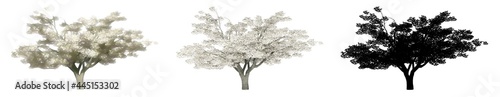 Set or collection of Cherry trees  painted  natural and as a black silhouette on white background. Concept or conceptual 3d illustration for nature  ecology and conservation  strength  endurance