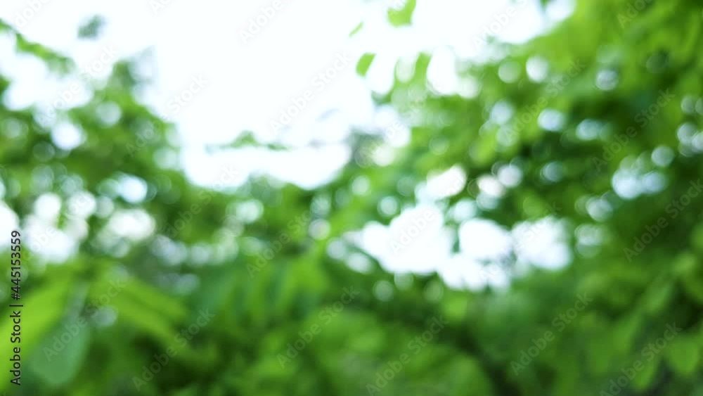 Blurred background of green young beautiful leaves on branches acacia tree as a backdrop. Nature flora and eco concept with copy space. Blurred background of green young beautiful leaves on branches acacia tree as a backdrop. Nature flora and eco concept with copy space.